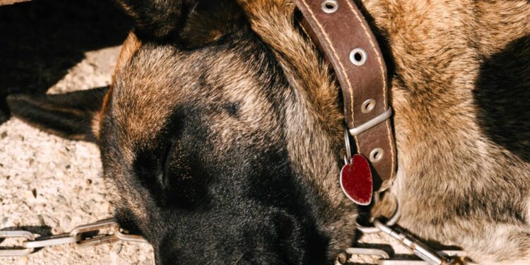 В Кочериново има машина на времето